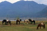 Lashi Lake (Lashihai) at an elevation of 2500 metres (8,200 ft) is the largest highland lake in Lijiang County, Yunnan Province. As many as 57 migratory bird species use the lake including whooper swans and black-necked crane.