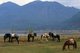 China: Horses tethered in the Lashihai (Lashi Lake) Wetland Park, near Lijiang, Yunnan Province